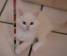 Baltieji Ragdoll kačiukai 